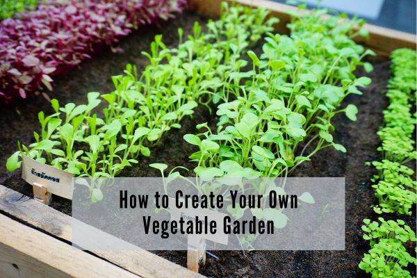 How to Create Your Own Vegetable Garden