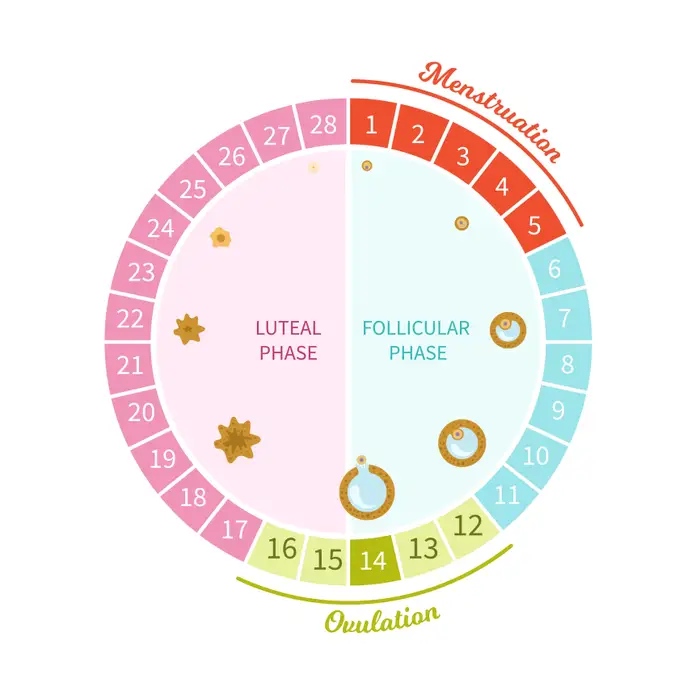 graphic showing the different phases of the menstrual cycle