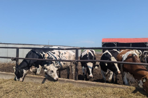 cows at a Canadian farm