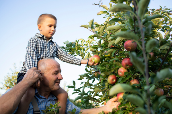 a man picking apples with his grandson